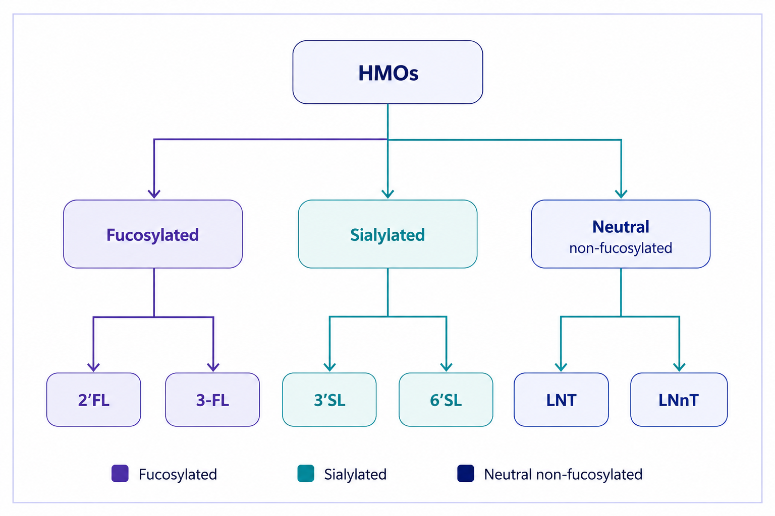Human milk oligosaccharides structural classification tree diagram showing fucosylated, sialylated, and neutral non-fucosylated HMO categories with examples 2'FL, 3-FL, LNnT, LNT, 3'SL, and 6'SL